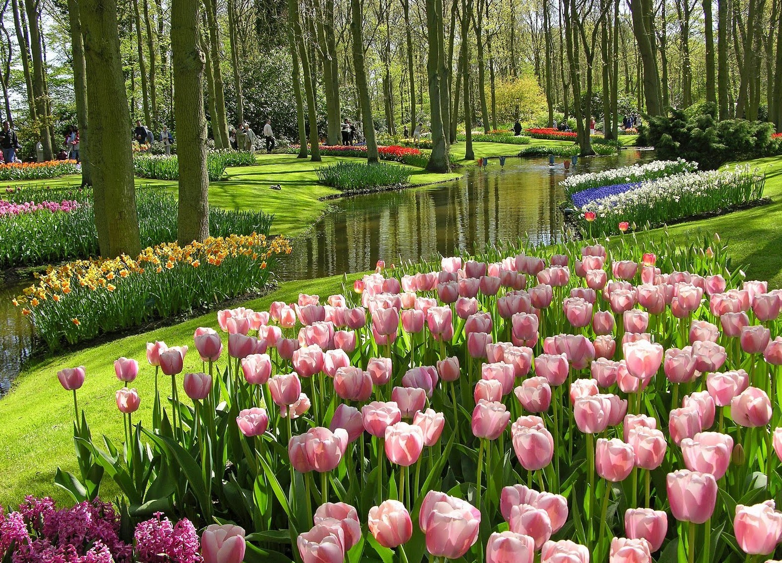 gambar taman  bunga  tulip Toko Bunga  Online Naqieflorist